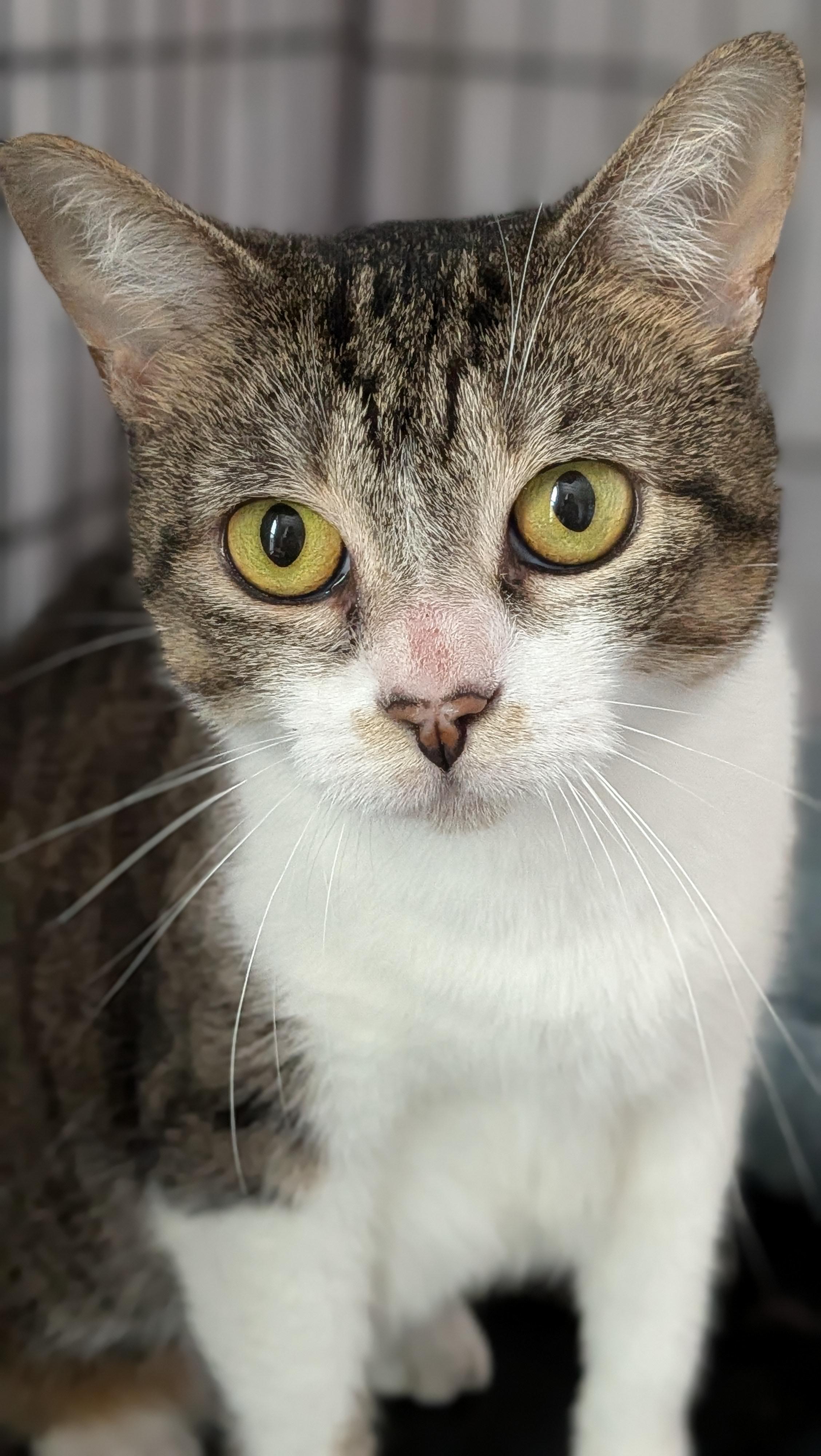 Pepper, a ADOPTABLE American Shorthair in Wilmington, NC image 2/5