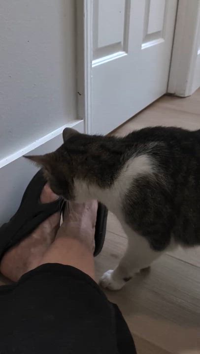 Enlarge Pepper, a ADOPTABLE American Shorthair in Wilmington, NC video 4/5