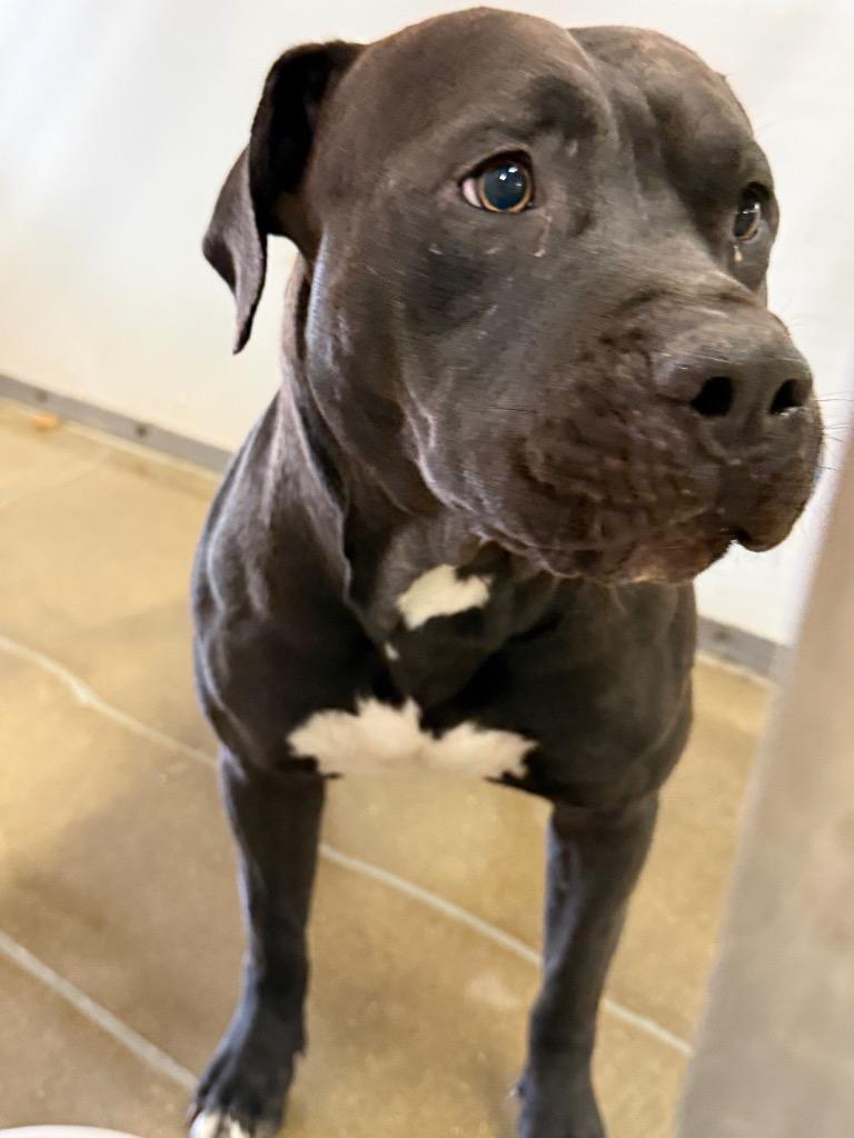 Enlarge Taz, a Adoptable Pit Bull Terrier in Belton, TX image 1/1