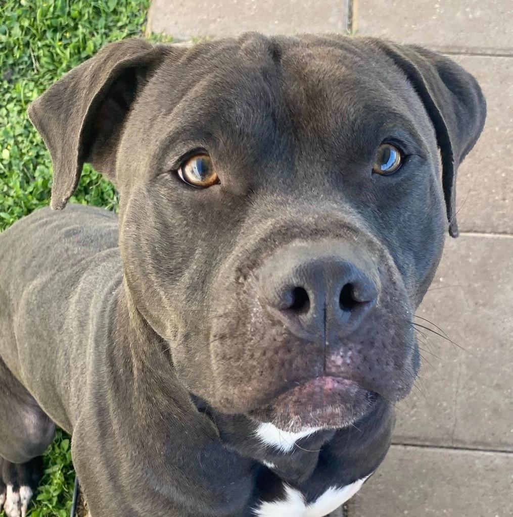 Enlarge Taz, a Adoptable Pit Bull Terrier in Belton, TX image 1/3