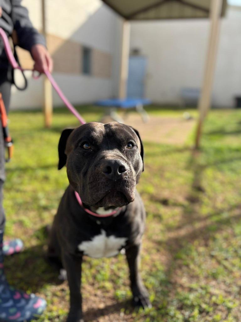 Enlarge Taz, a Adoptable Pit Bull Terrier in Belton, TX image 2/3
