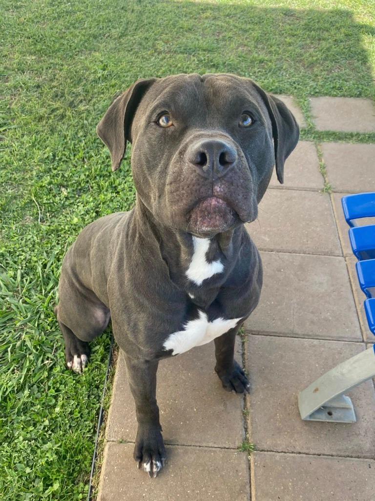 Enlarge Taz, a Adoptable Pit Bull Terrier in Belton, TX image 3/3