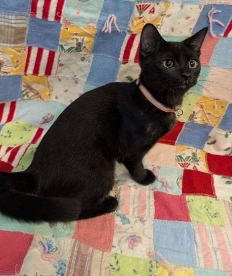 Gina baby Keely, a Adoptable mixed breed in Crandon, WI image 2/2