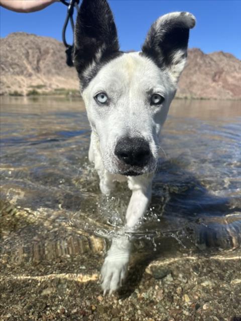 ANGELICA, Adoptable, Adult Female Siberian Husky & Mixed Breed.