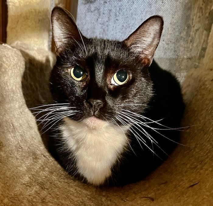 Enlarge Monique, a Adopted Tuxedo in Redondo Beach, CA image 2/5