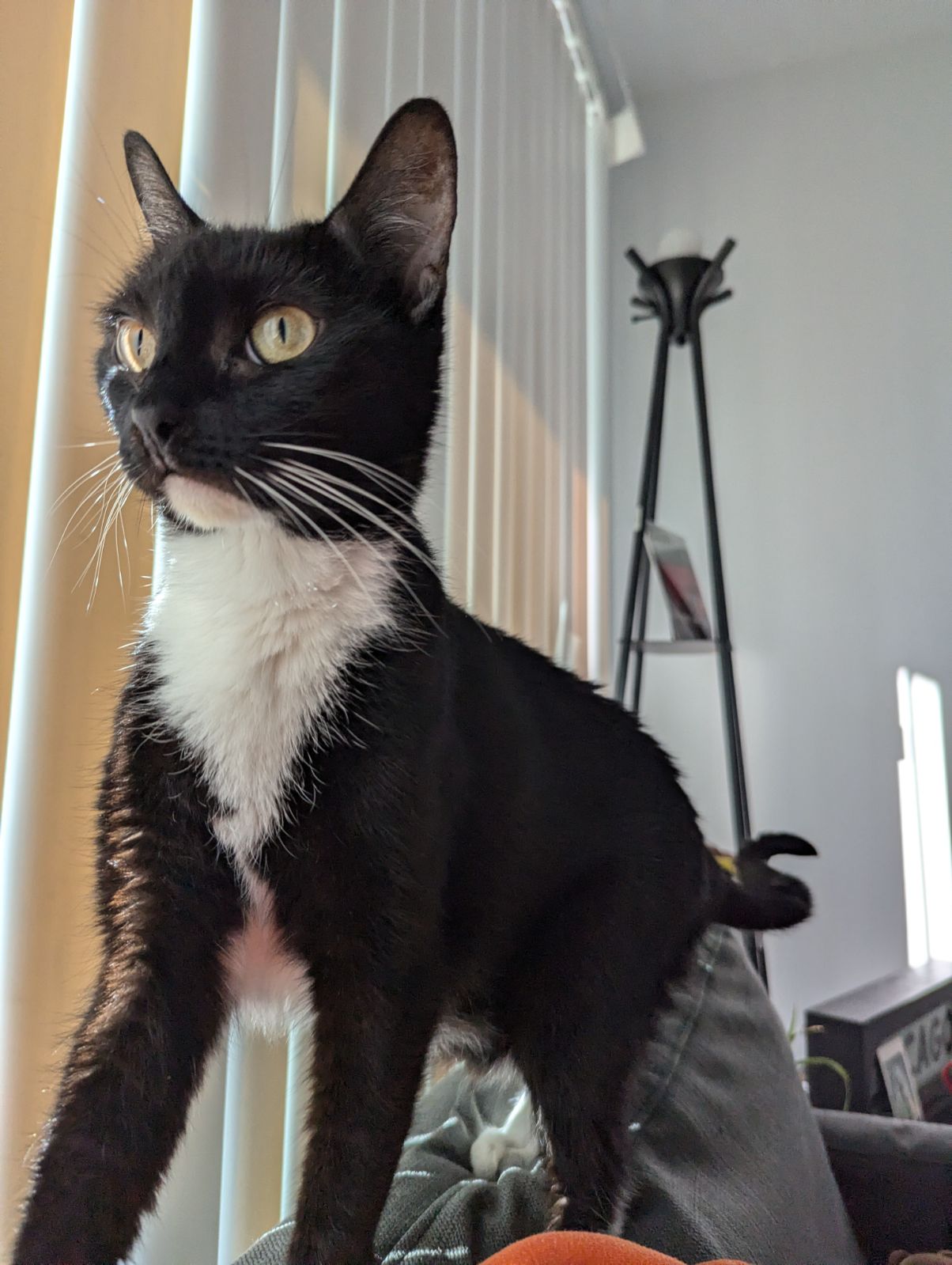 Monique, Adopted, Adult Female Tuxedo.