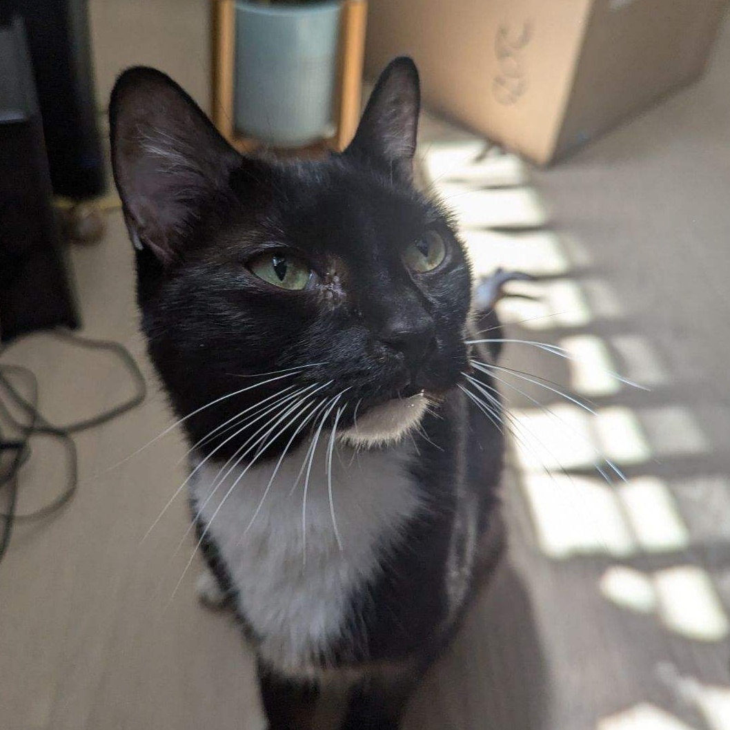 Enlarge Monique, a Adopted Tuxedo in Redondo Beach, CA image 5/5