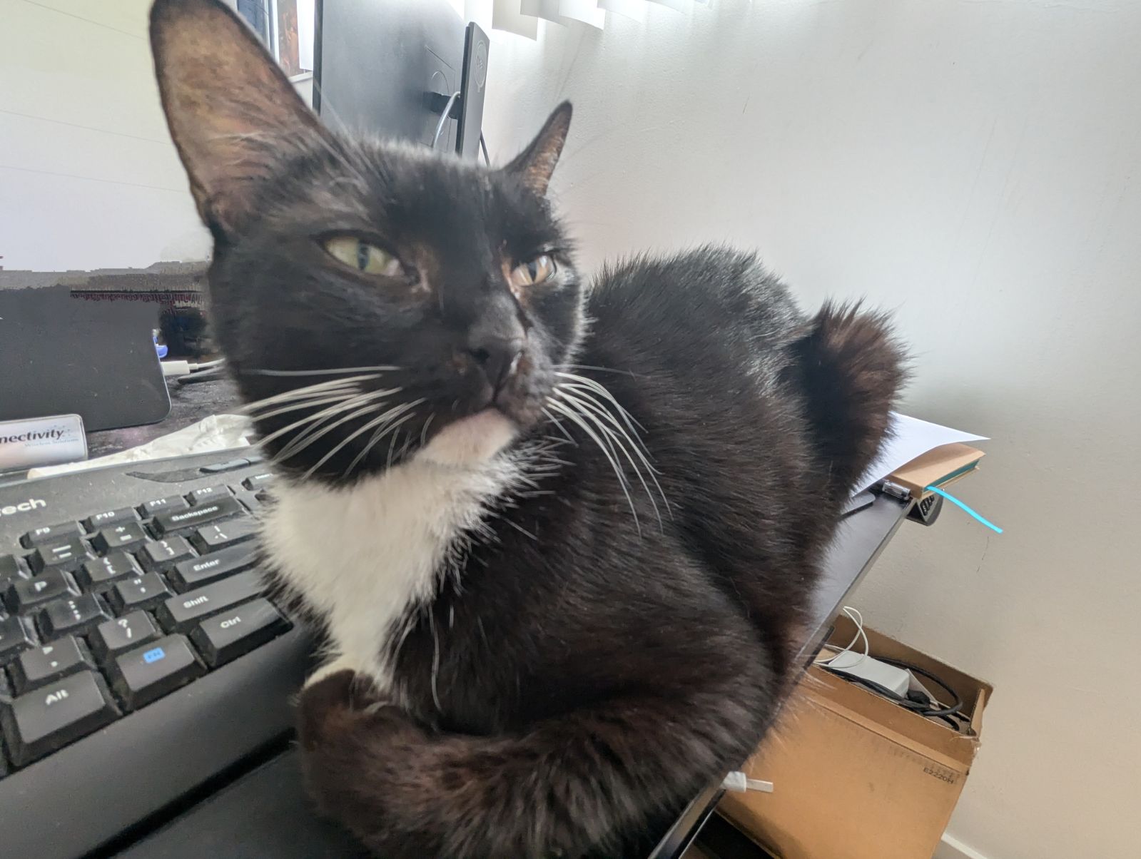 Enlarge Monique, a Adopted Tuxedo in Redondo Beach, CA image 4/5