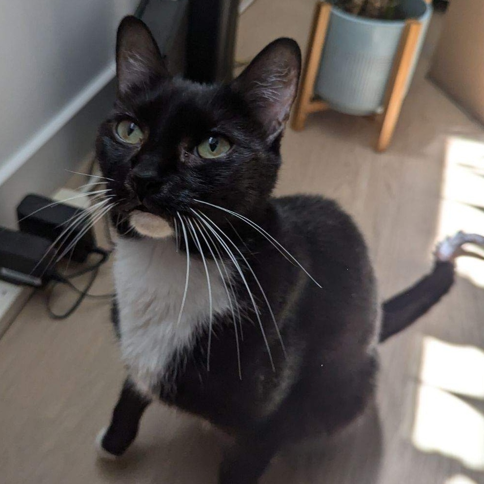 Enlarge Monique, a Adopted Tuxedo in Redondo Beach, CA image 3/5