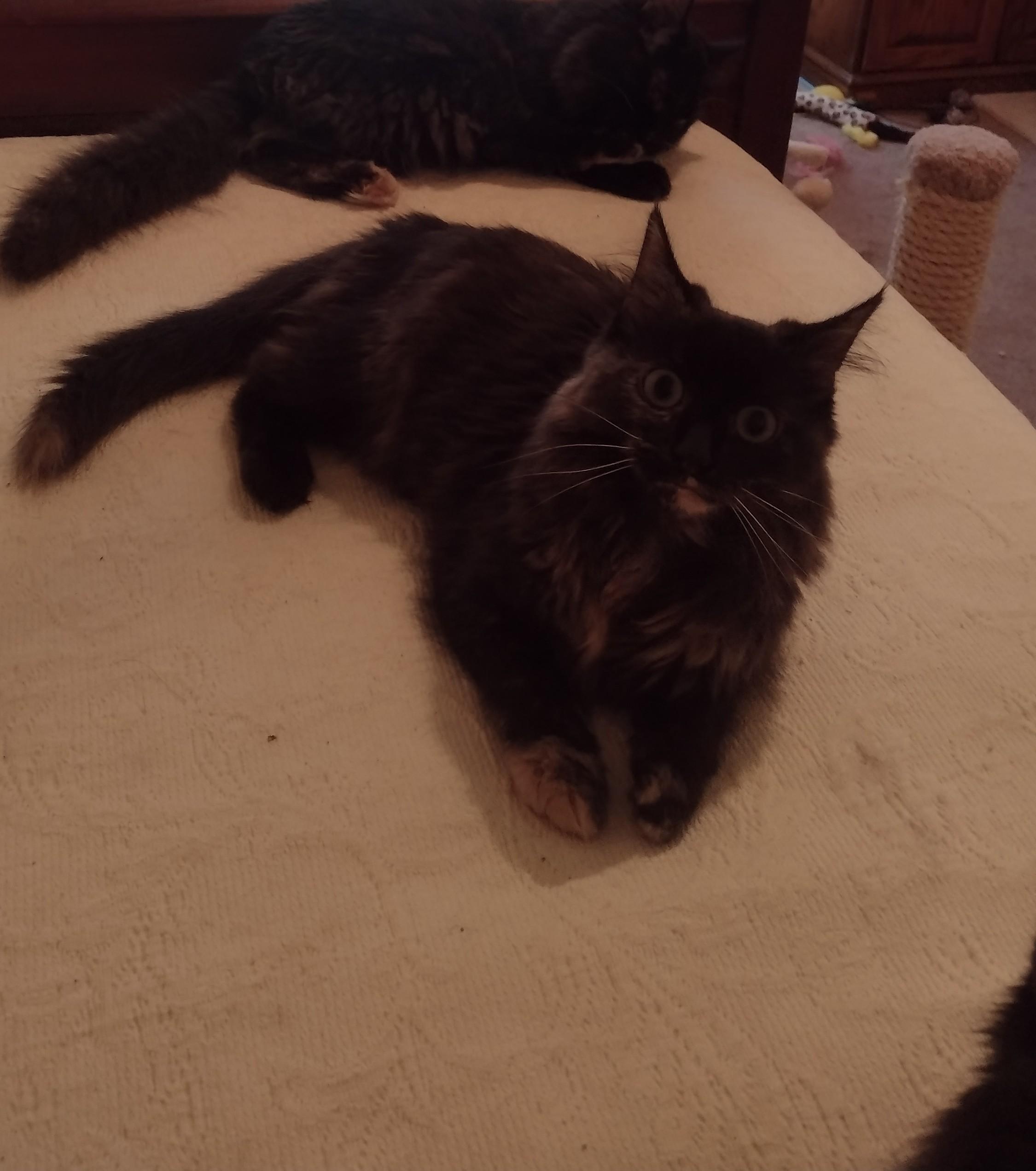 Ophelia, ADOPTABLE, Young Female Domestic Long Hair & Tortoiseshell.