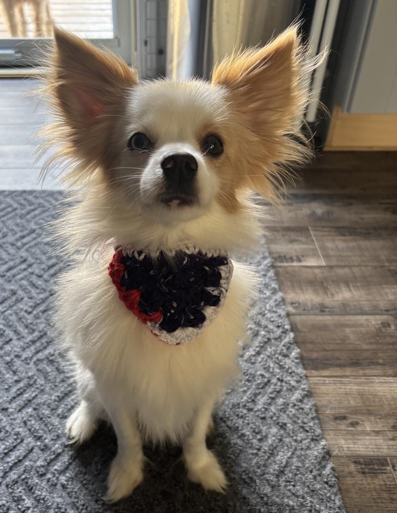 Enlarge Biscuit - Pending Adoption, a Adoptable Pomeranian in Elkhart , IN image 1/3