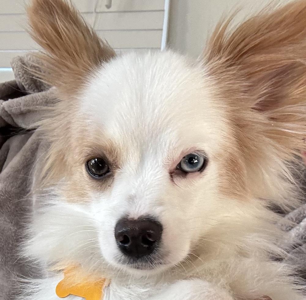Enlarge Biscuit - Pending Adoption, a Adoptable Pomeranian in Elkhart , IN image 2/3