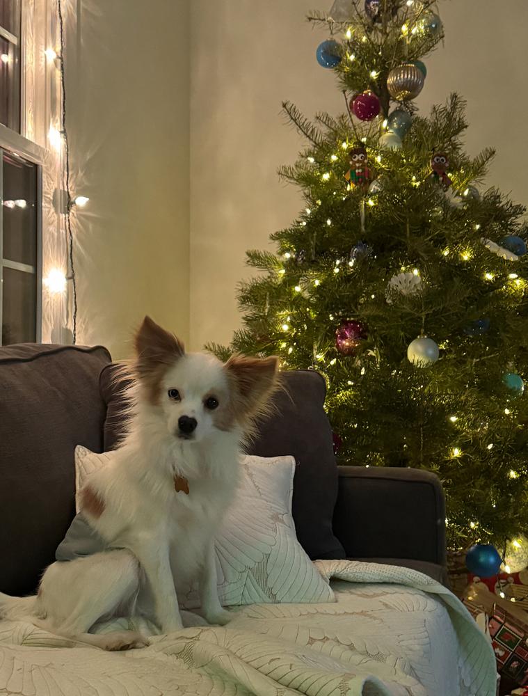 Enlarge Biscuit - Pending Adoption, a Adoptable Pomeranian in Elkhart , IN image 3/3