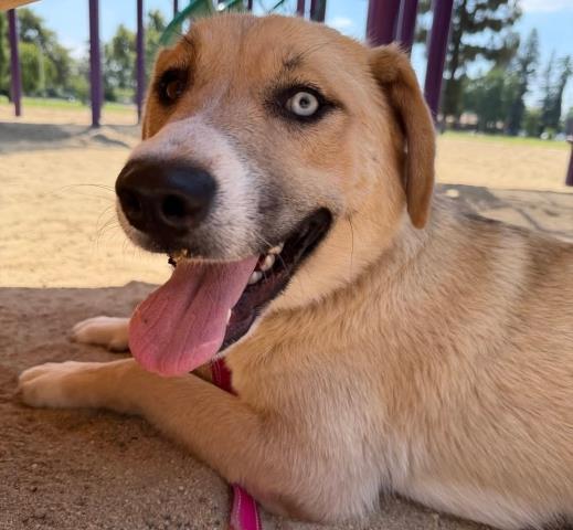 STELLA, Adoptable, Young Female Great Pyrenees & Husky.