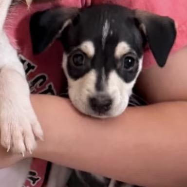 Emily, Adoptable, Puppy Female Mixed Breed.
