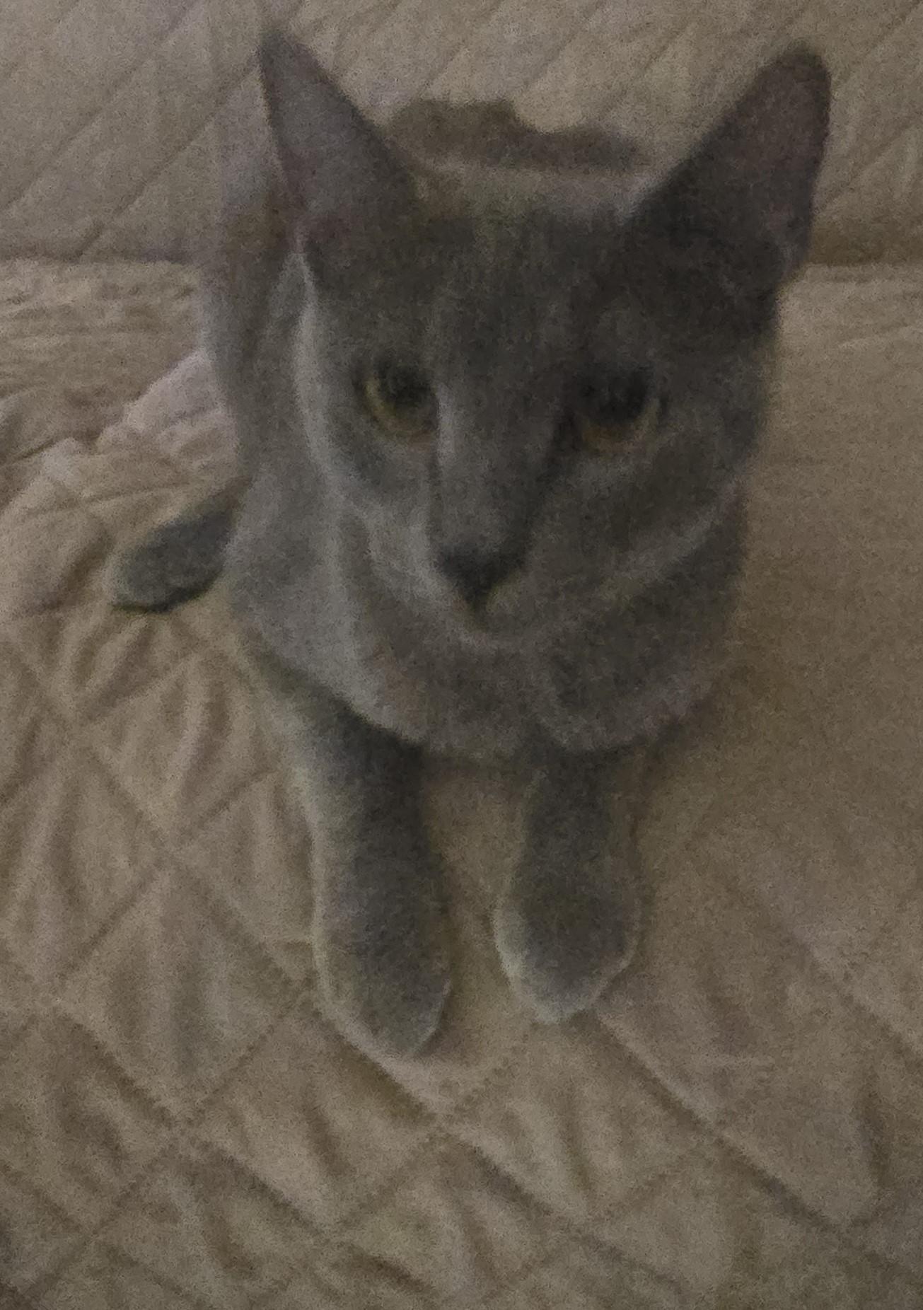 Enlarge Fruit Loop, a Adoptable Domestic Short Hair in Lawrenceville, GA image 1/1