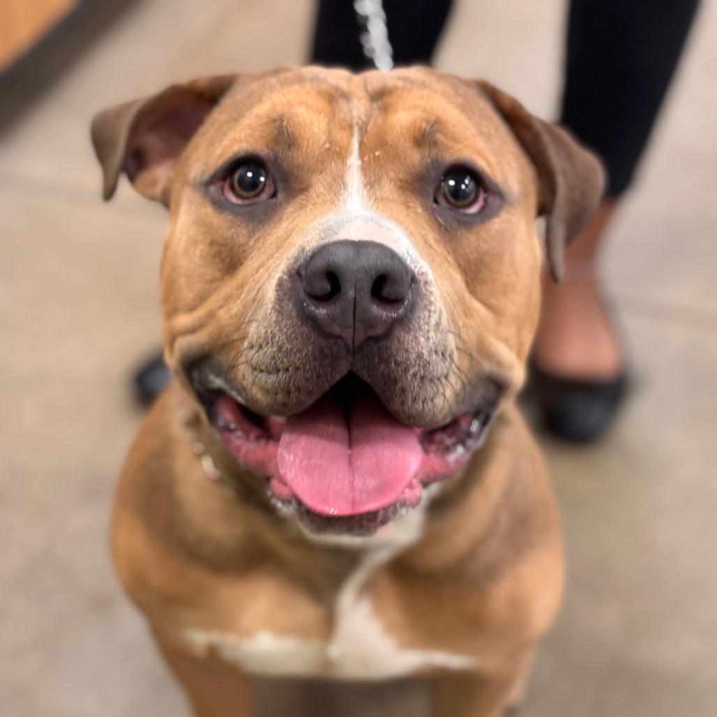 Tim the Tool Man Taylor, Adoptable, Young Male Pit Bull Terrier.