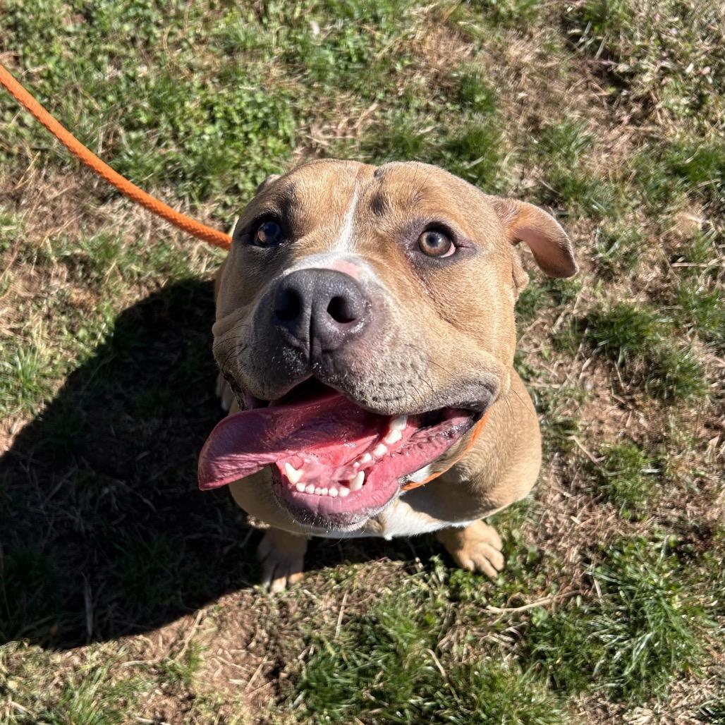 Enlarge Tim the Tool Man Taylor, a Adoptable Pit Bull Terrier in York, PA image 2/6
