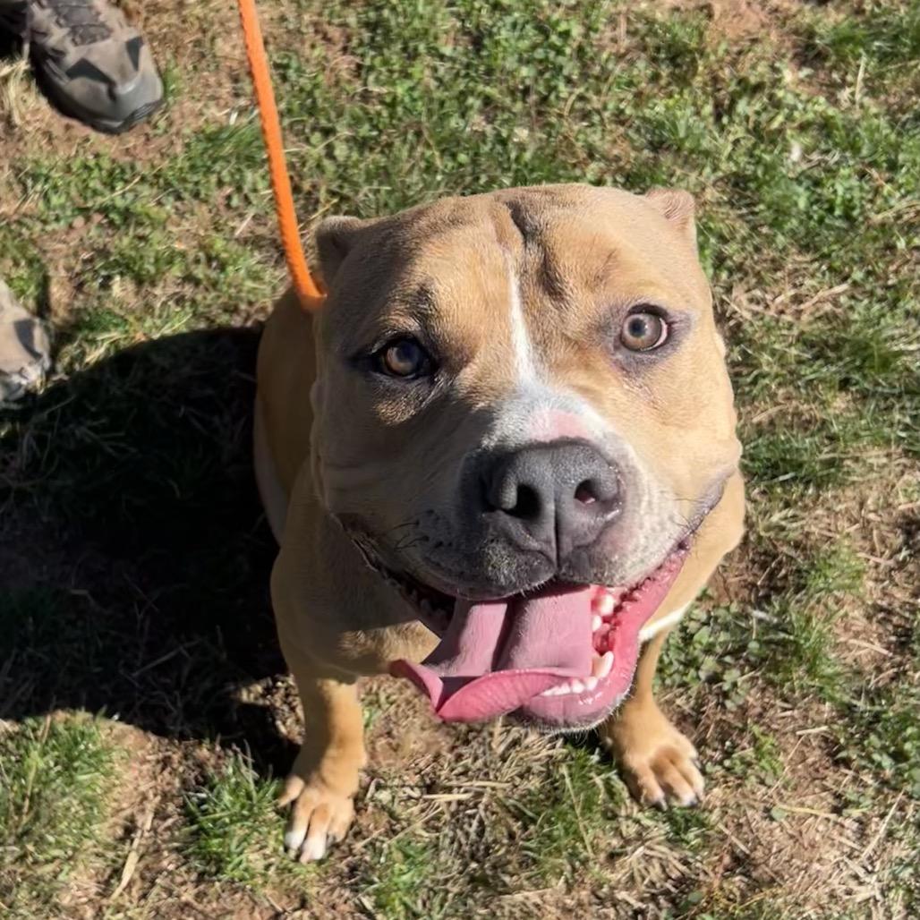 Enlarge Tim the Tool Man Taylor, a Adoptable Pit Bull Terrier in York, PA image 3/6