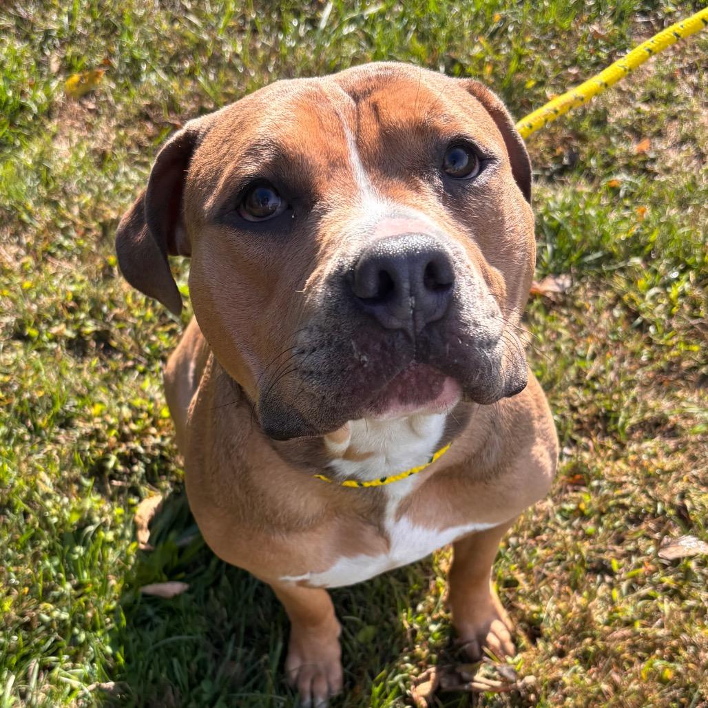 Enlarge Tim the Tool Man Taylor, a Adoptable Pit Bull Terrier in York, PA image 4/6