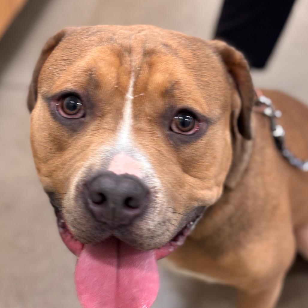 Enlarge Tim the Tool Man Taylor, a Adoptable Pit Bull Terrier in York, PA image 5/6