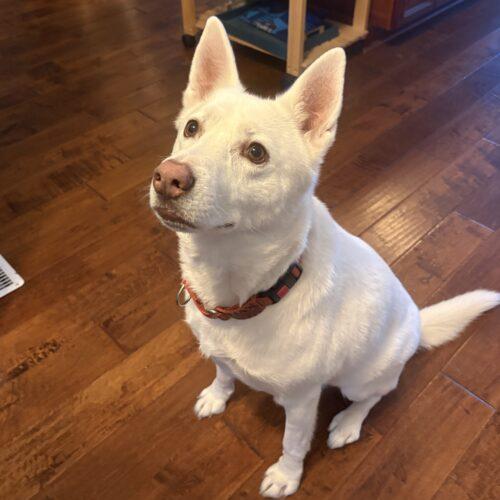 Enlarge Dax, a Adoptable German Shepherd Dog in Raleigh, NC image 2/4