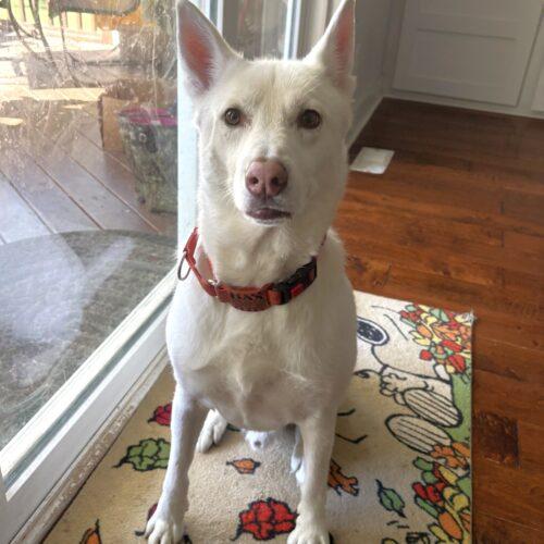 Enlarge Dax, a Adoptable German Shepherd Dog in Raleigh, NC image 3/4