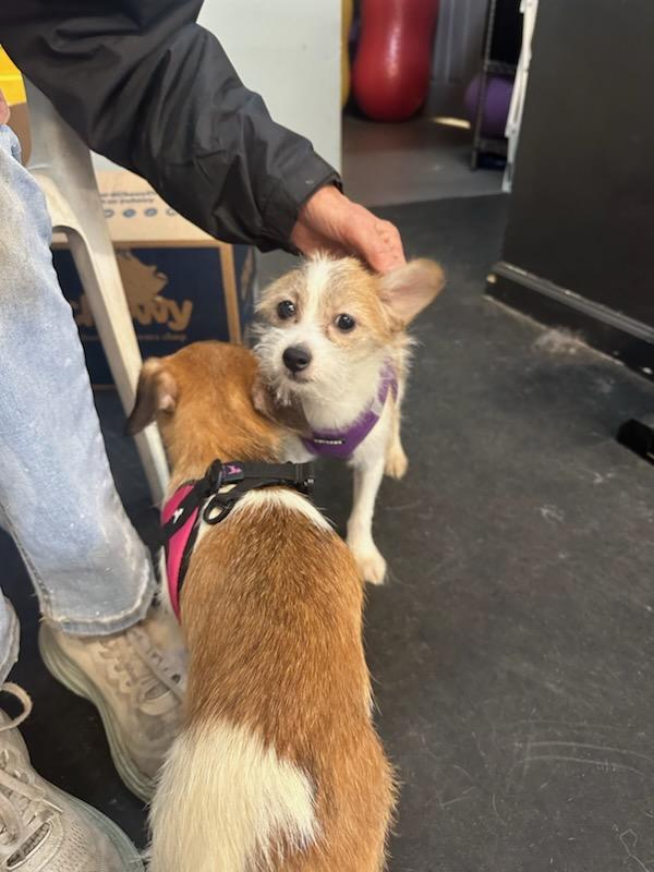 Eddie, an adoption pending mixed breed in Freehold, NJ image 3/3