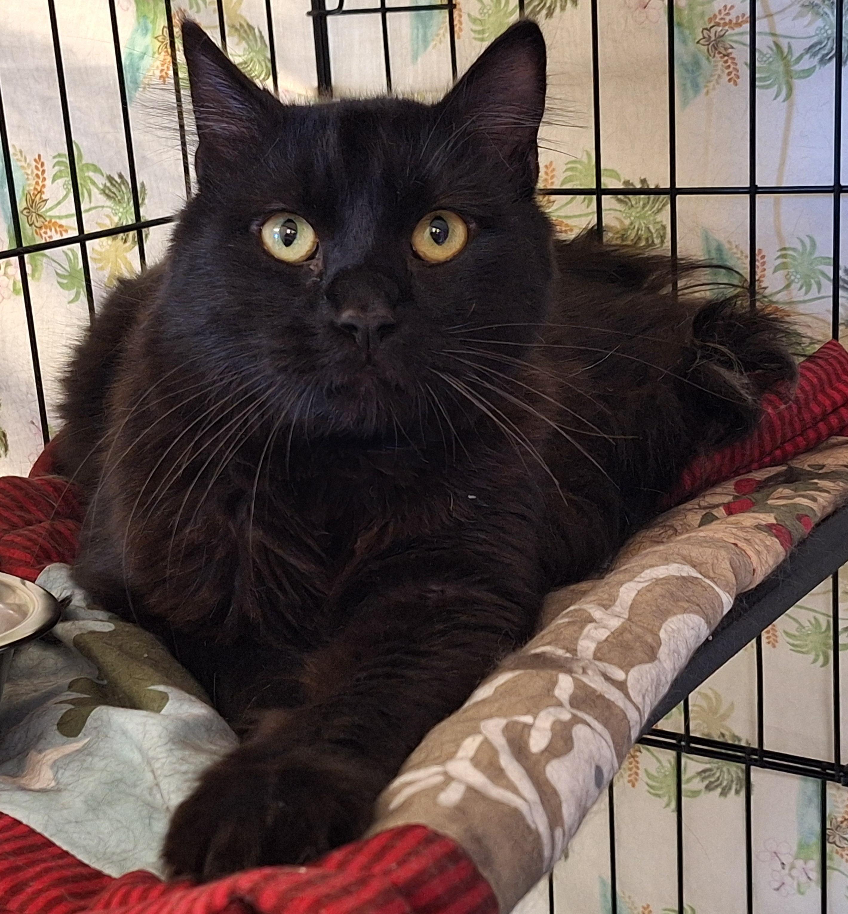Kenny, an adopted mixed breed in Payson, AZ image 2/2