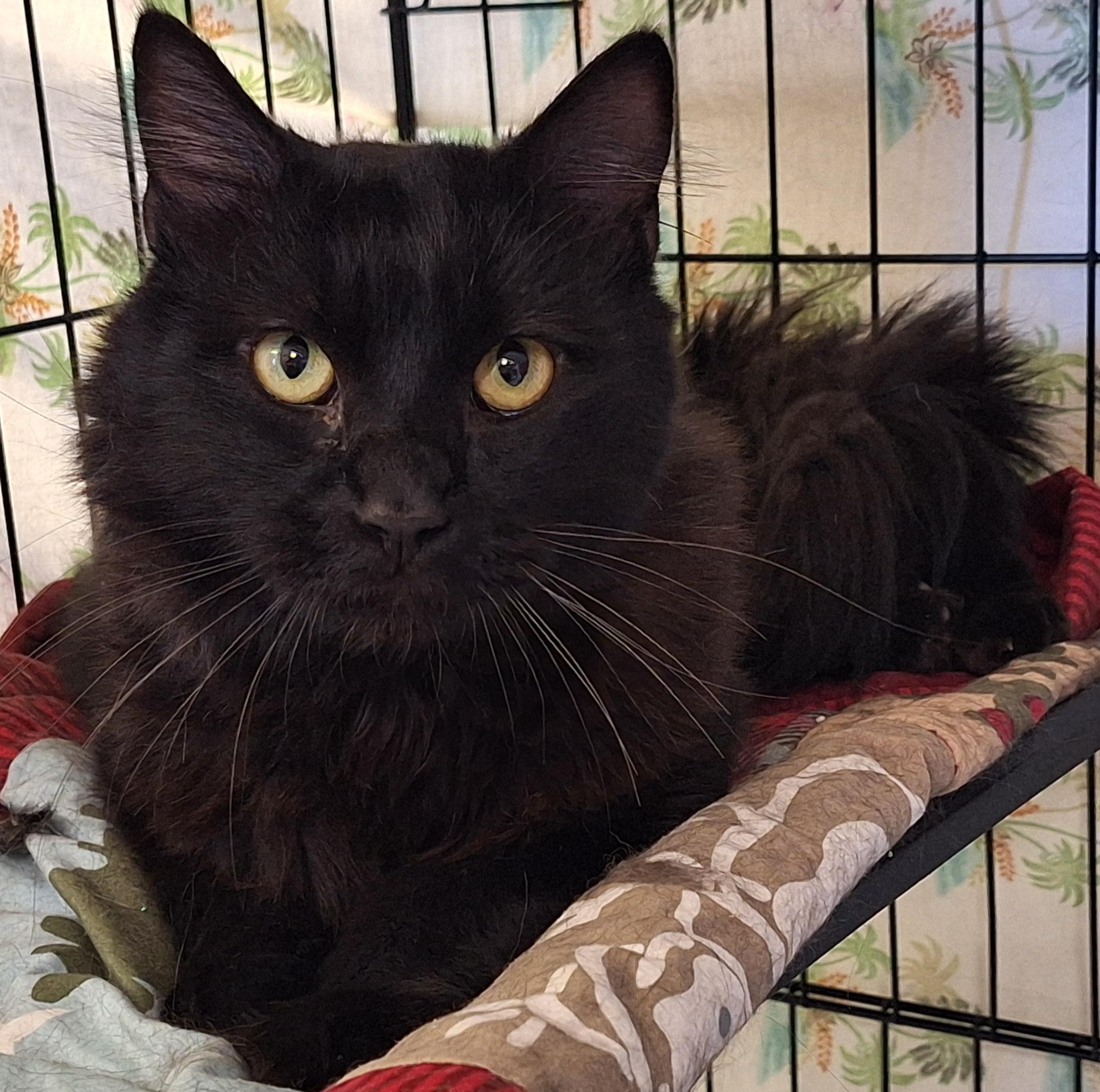 Kenny, adopted, Adult Male Domestic Medium Hair.