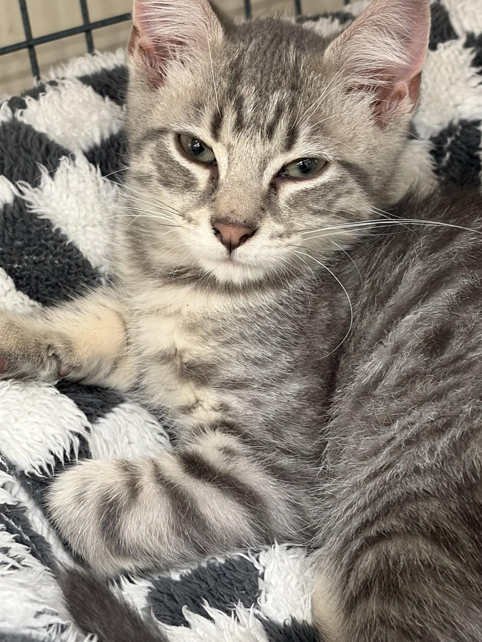 Enlarge BENNY, a Adopted Tabby in Smithtown, NY image 1/1