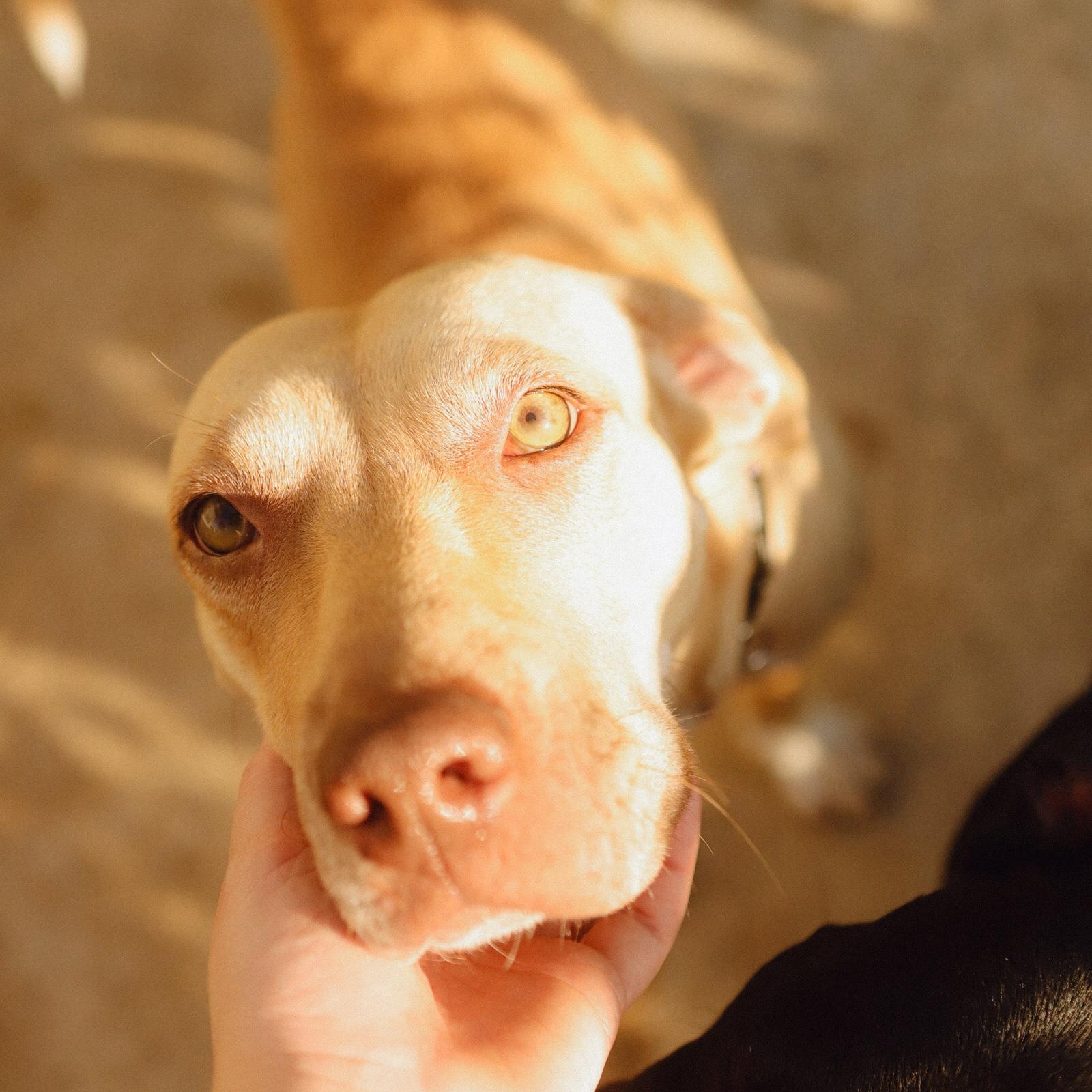 Enlarge Sol, a Adoptable Mixed Breed in San Juan, PR image 2/6