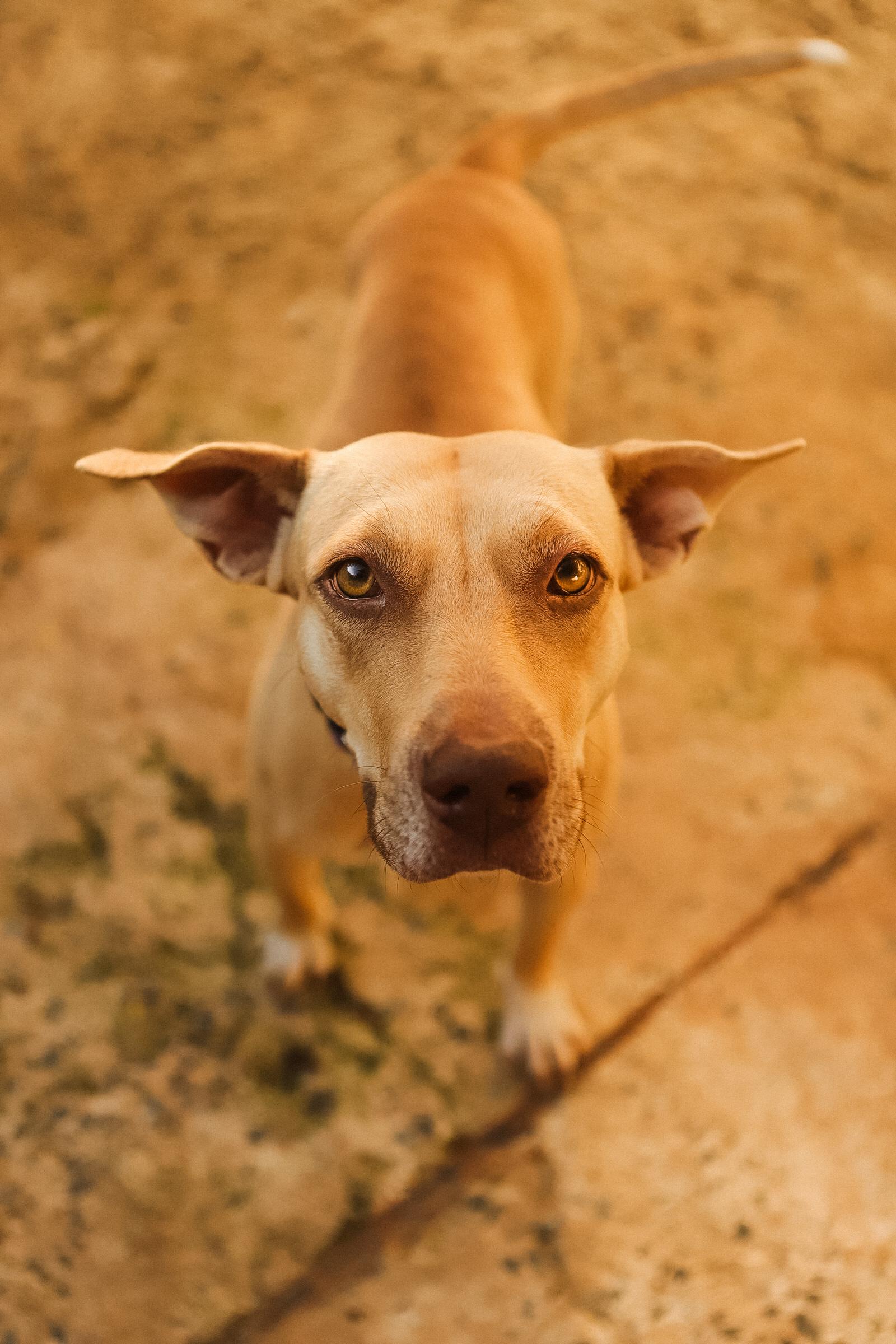 Enlarge Sol, a Adoptable Mixed Breed in San Juan, PR image 3/6