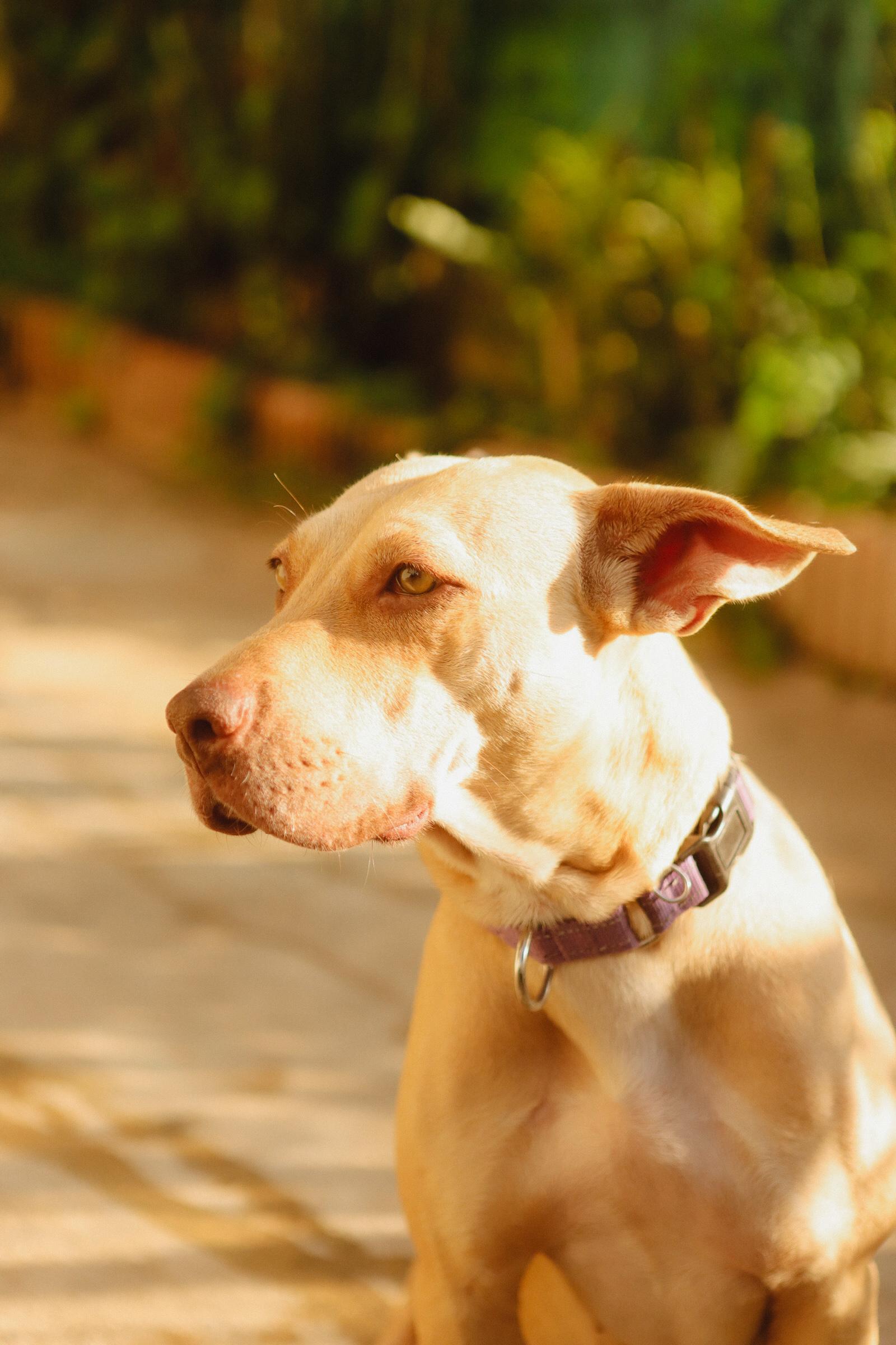 Enlarge Sol, a Adoptable Mixed Breed in San Juan, PR image 6/6