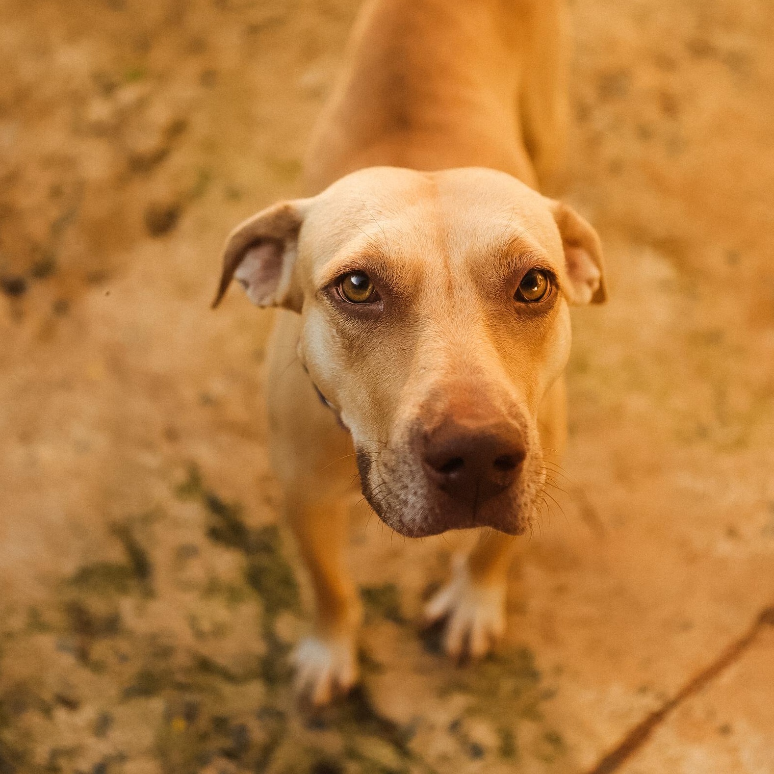 Enlarge Sol, a Adoptable Mixed Breed in San Juan, PR image 5/6