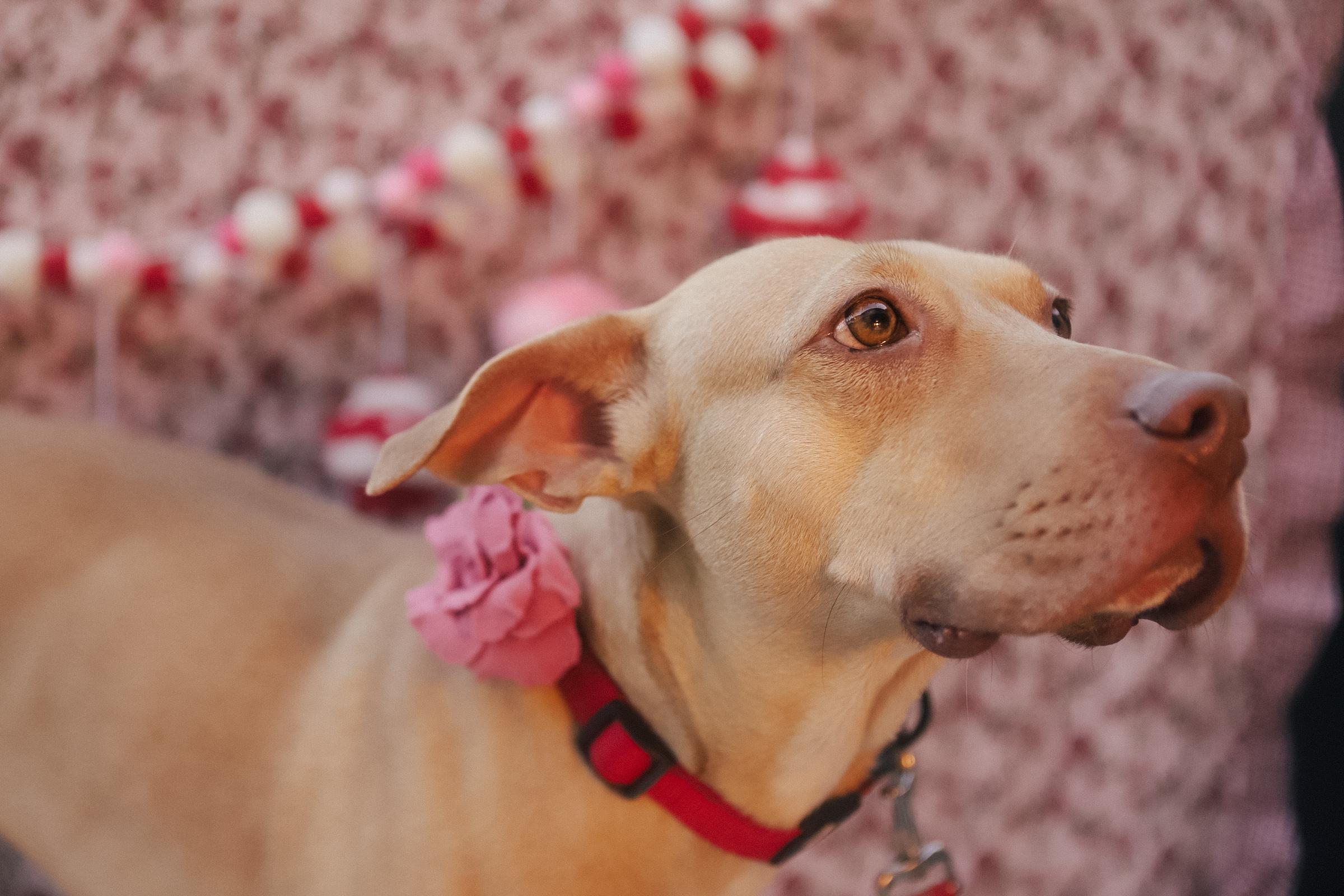 Enlarge Sol, a Adoptable Mixed Breed in San Juan, PR image 1/6