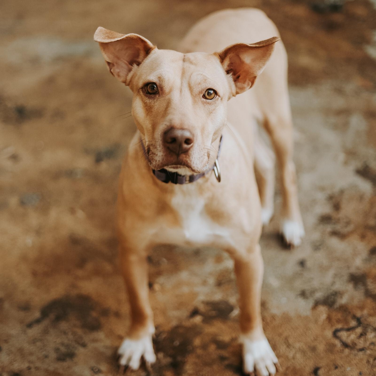 Enlarge Sol, a Adoptable Mixed Breed in San Juan, PR image 3/6