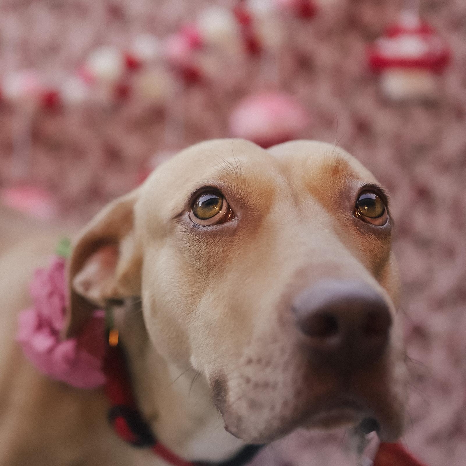 Enlarge Sol, a Adoptable Mixed Breed in San Juan, PR image 2/6