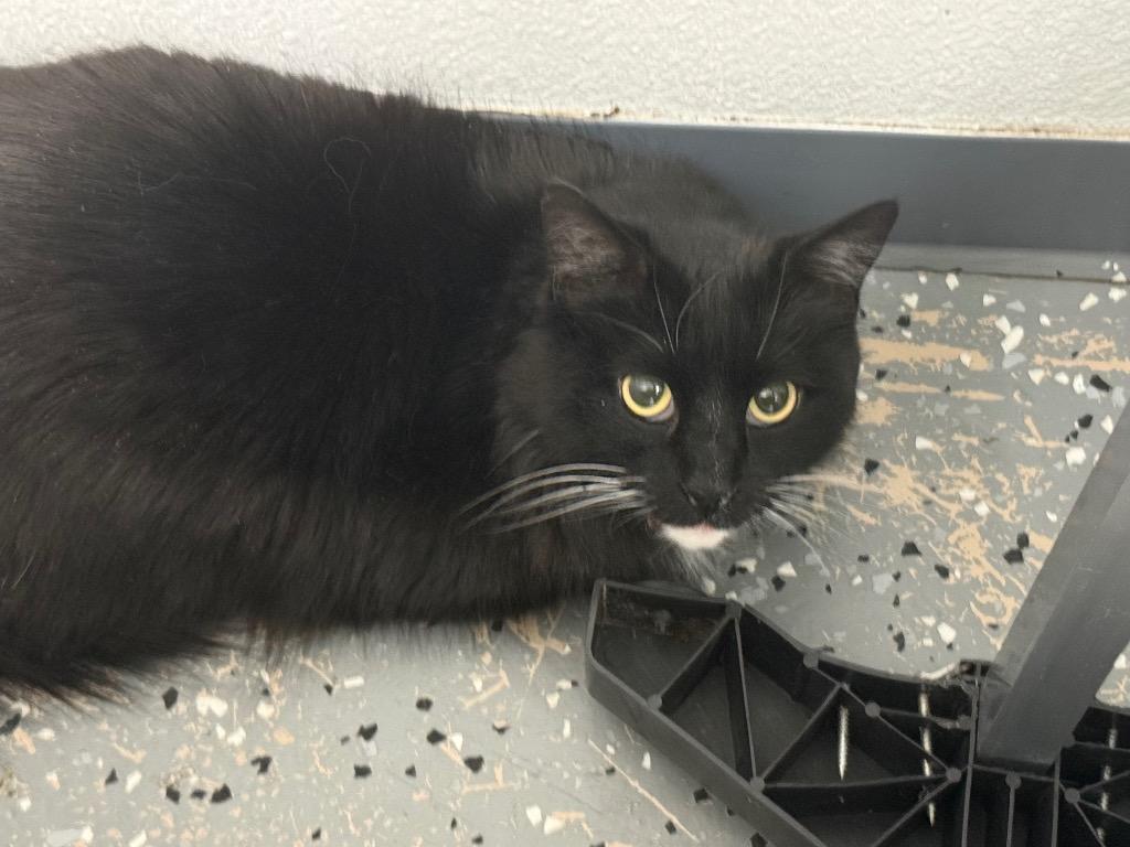 Goose, Adopted, Young Female Domestic Medium Hair.