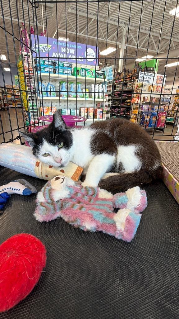 Frederick, Adoptable, Kitten Male Domestic Short Hair.