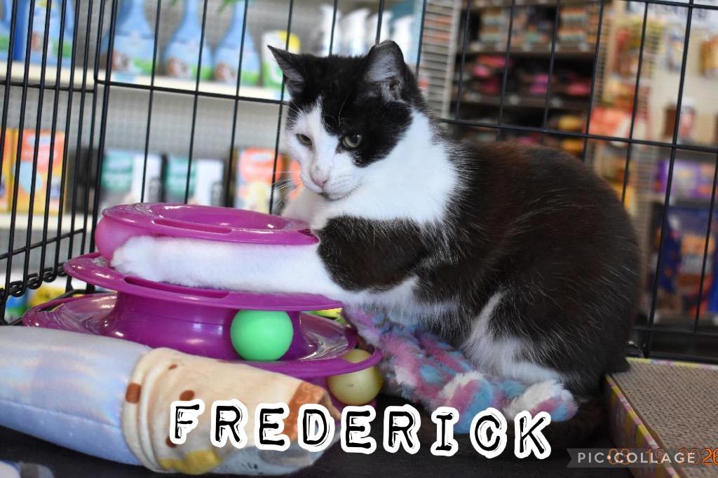 Enlarge Frederick, a Adoptable mixed breed in Fort Oglethorpe, GA image 2/6
