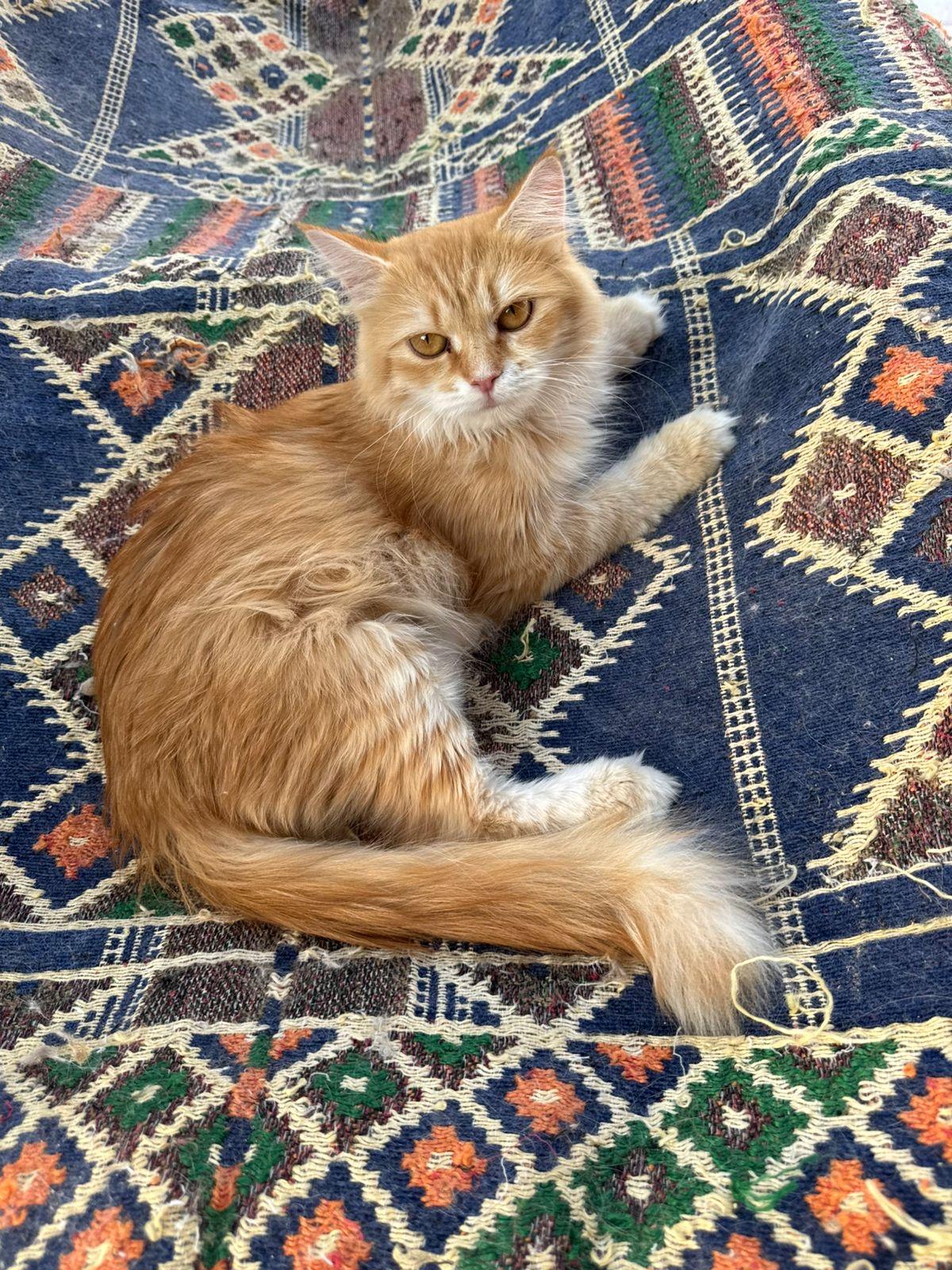 Gabby