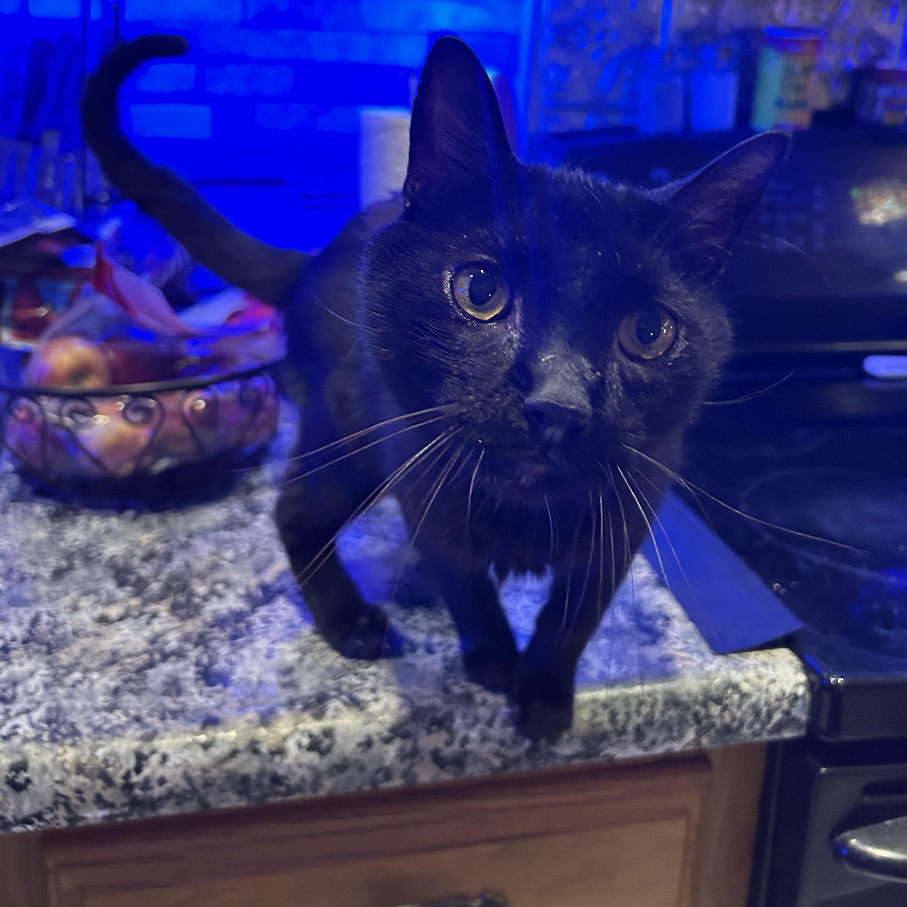 JOVAN, a Adoptable Bombay in Staten Island, NY image 1/3