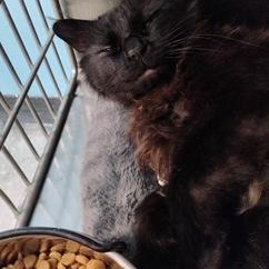 Enlarge Willow, an adopted Domestic Medium Hair in Clawson, MI image 3/3