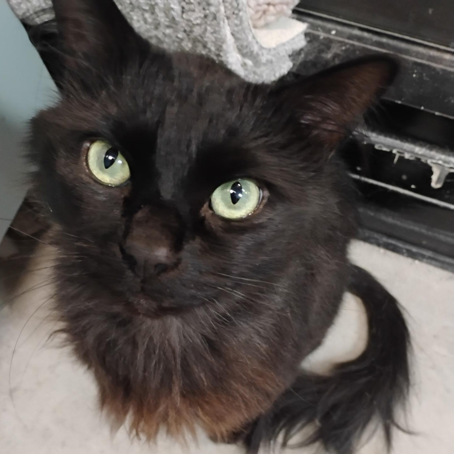 Enlarge Willow, an adopted Domestic Medium Hair in Clawson, MI image 1/3