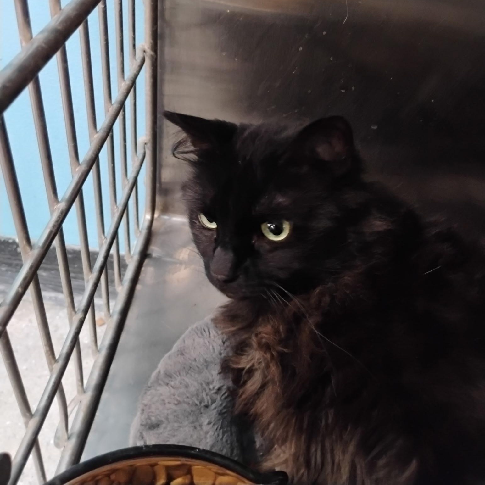 Enlarge Willow, an adopted Domestic Medium Hair in Clawson, MI image 2/3