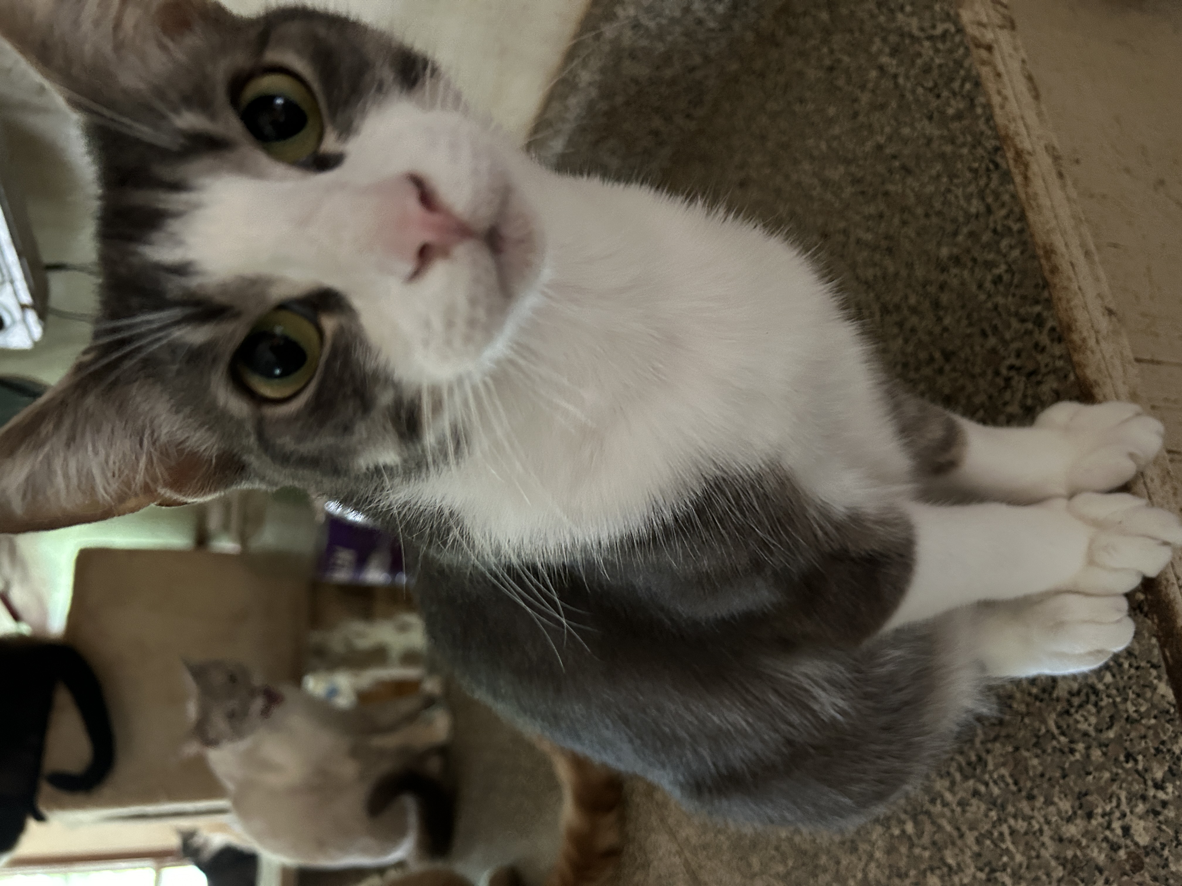 Furball photo 2