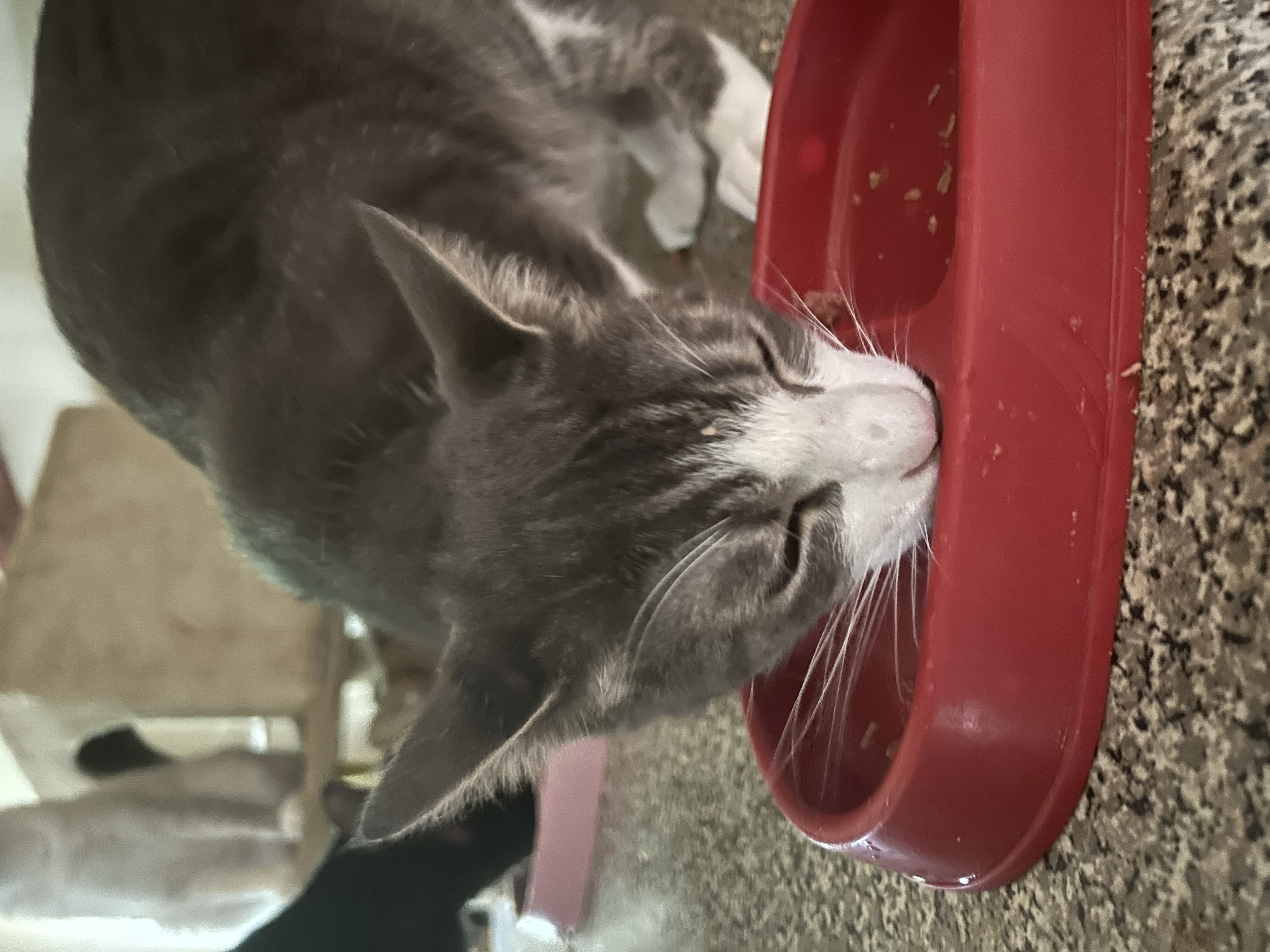 Furball photo 1