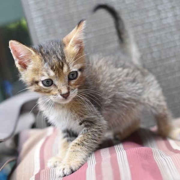 Taylor, an adopted American Shorthair in Lakeville, MN image 2/4