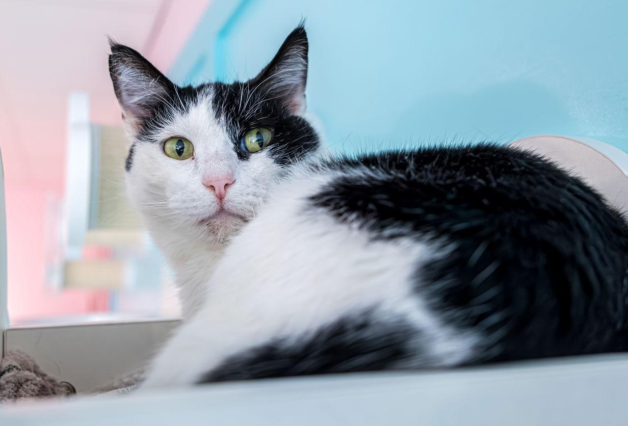 Enlarge Mocktail - KBC, a Adoptable Domestic Short Hair in Dublin, OH image 1/3